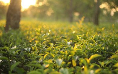 Zelený čaj a jeho účinky na organizmus